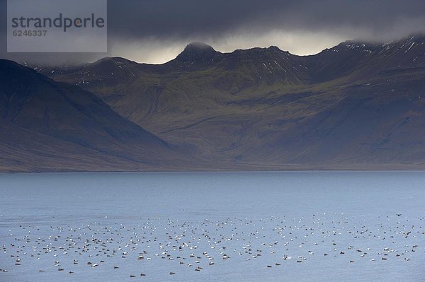 nahe  Wasser  Herbst  Ente  Holunder  Snaefellsnes  Fjord  Grundarfjordur  Island