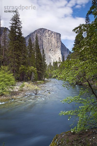 Vereinigte Staaten von Amerika  USA  Tal  fließen  Fluss  Nordamerika  Yosemite Nationalpark  UNESCO-Welterbe  El Capitan  Kalifornien  Merced