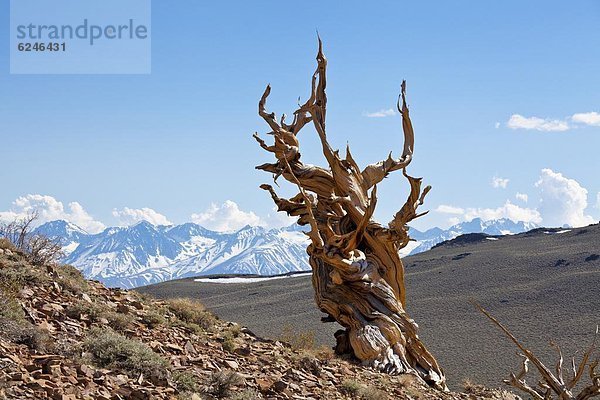 Salbei  Salvia pratensis  Vereinigte Staaten von Amerika  USA  bedecken  Wald  verdreht  Nordamerika  Kiefer  Pinus sylvestris  Kiefern  Föhren  Pinie  Dolomiten  Tanne  antik  Bürste  Kalifornien  Kalkstein  alt  Salbei