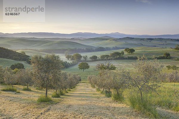 Europa  Morgen  Baum  Feld  früh  Ansicht  Olive  UNESCO-Welterbe  Italien  Toskana