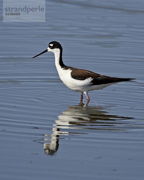 Vereinigte Staaten von Amerika USA Nordamerika Flucht Kalifornien Saltonsee Wildtier