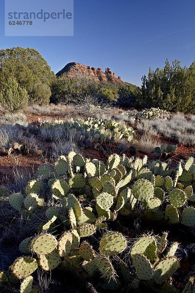 Vereinigte Staaten von Amerika  USA  Anordnung  Nordamerika  Birne  Dorn  Hahnenkamm  Kaktus