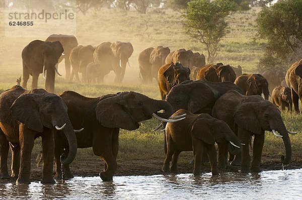 Elefanten (Loxodonta Africana)  Lualenyi Game Reserve  Kenia  Ostafrika  Afrika