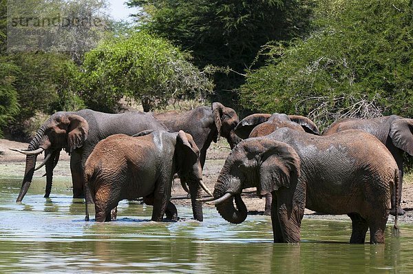 Elefanten (Loxodonta Africana)  Lualenyi Game Reserve  Kenia  Ostafrika  Afrika