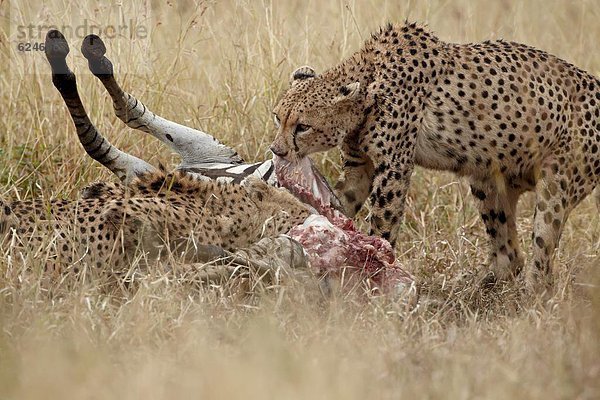 Südliches Afrika  Südafrika  Gepard  Acinonyx jubatus  töten  2  Kruger Nationalpark  Afrika  Zebra