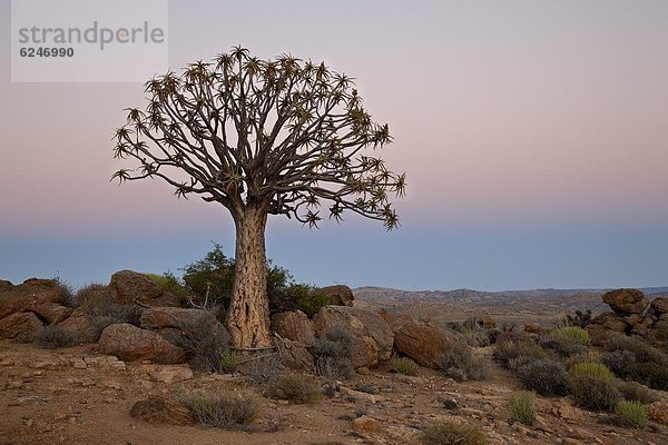 Südliches Afrika  Südafrika  Köcherbaum  Aloe Dichotoma  Aloe Aloe Vera  Baum  Morgendämmerung  Afrika