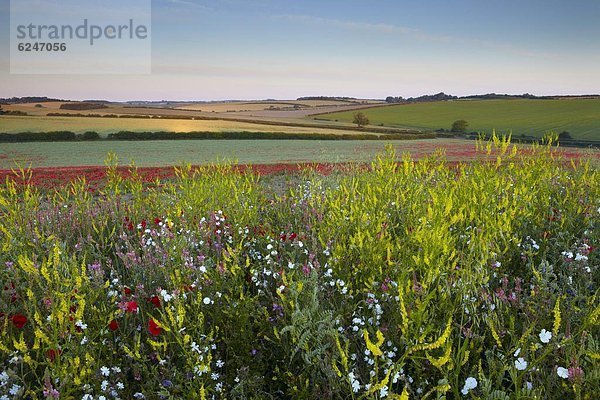 nahe  Europa  Schönheit  Blume  Sommer  Morgen  Großbritannien  Feld  ungestüm  Mohn  Norfolk  England  Markt