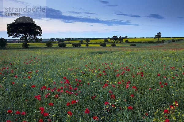 nahe  Europa  Ländliches Motiv  ländliche Motive  Sommer  Großbritannien  Norfolk  England  Dämmerung