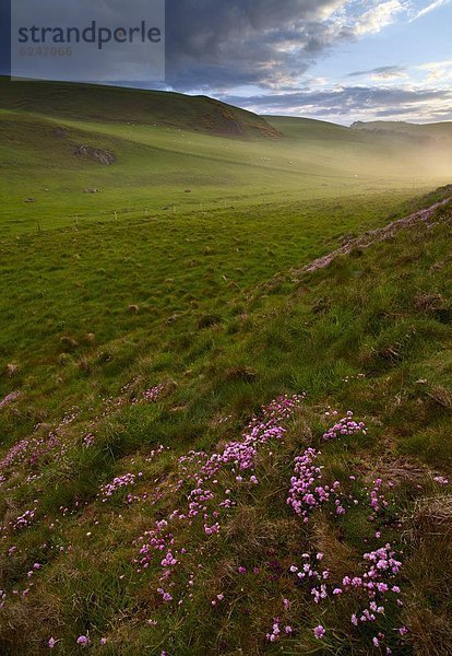 Europa  Schönheit  Ländliches Motiv  ländliche Motive  Großbritannien  pink  Berwickshire  Schottland