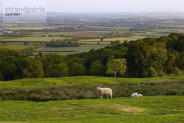 nahe  Europa  Ländliches Motiv  ländliche Motive  Großbritannien  Hügel  Ansicht  Golfspieler  Camden  England  Gloucestershire