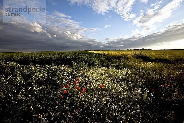 Europa  offen  Großbritannien  Feld  ungestüm  Mohn  Norfolk  England