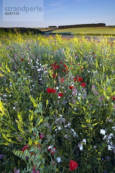 nahe  zeigen  Europa  Schönheit  Blume  Ländliches Motiv  ländliche Motive  Großbritannien  Morgendämmerung  Feld  ungestüm  Ansicht  England  Markt