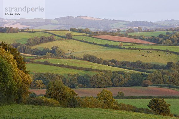 nahe  Europa  Ländliches Motiv  ländliche Motive  Großbritannien  Feld  Devon  England  Patchwork