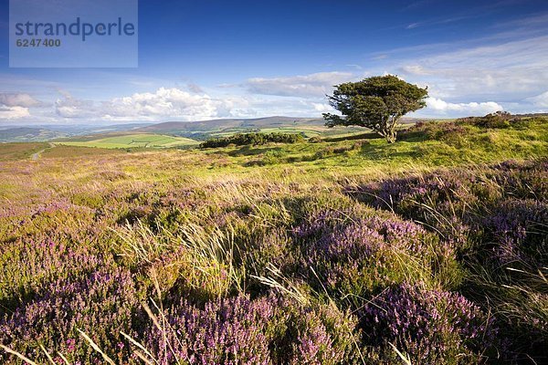 Europa  Sommer  Baum  Großbritannien  zerzaust  England  Somerset