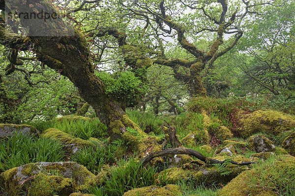 Nationalpark Naturschutzgebiet Europa Großbritannien Geheimnis Ehrfurcht Holz Devon England