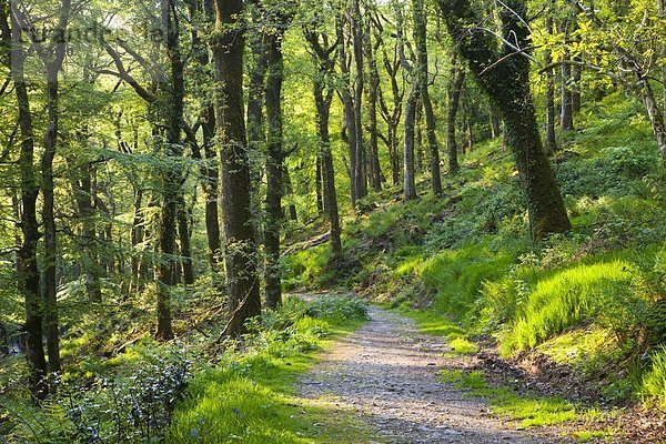 Stufe nahe Nationalpark Europa Großbritannien Holz England Somerset