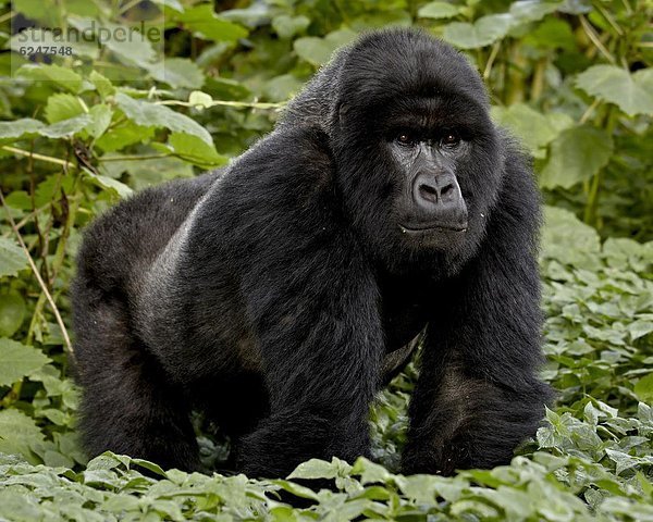 Berg  Name  Afrika  Gorilla  Ruanda