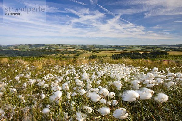 Europa  Großbritannien  Hügel  Wachstum  Wolle  Gras  England  Somerset