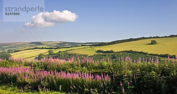 nahe  Europa  Sommer  Großbritannien  Wildblume  England  Somerset