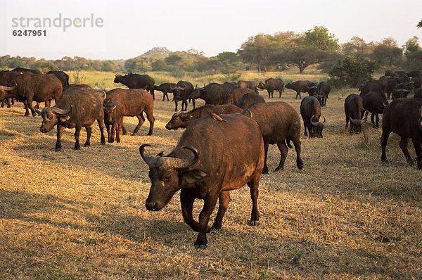 Südliches Afrika  Südafrika  Büffel  Afrika