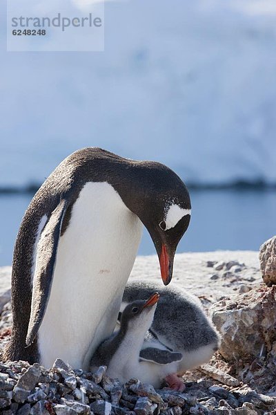 Eselspinguin  Pygoscelis papua  Langschwanzpinguin  Antarktis  Pinguin  Port Lockroy