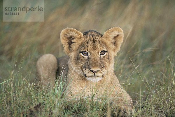 Südliches Afrika  Südafrika  Löwe  Panthera leo  Löwenjunges  2  3  Kruger Nationalpark  Afrika  alt