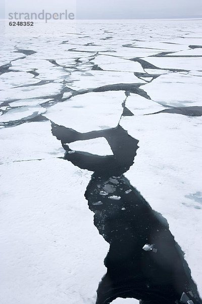 Eisscholle  Arktis  Grönland