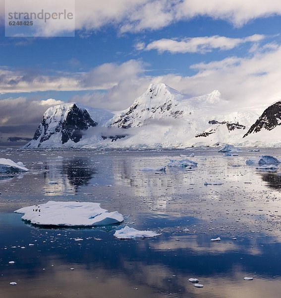 Kaiserpinguin  Aptenodytes forsteri  Eisberg  gerade  dahintreibend  Antarktis