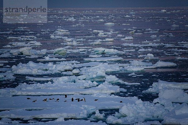 Kaiserpinguin  Aptenodytes forsteri  Eis  Mitternacht  Antarktis  Eisscholle  Adeliepinguin  Pygoscelis adeliae  Langschwanzpinguin