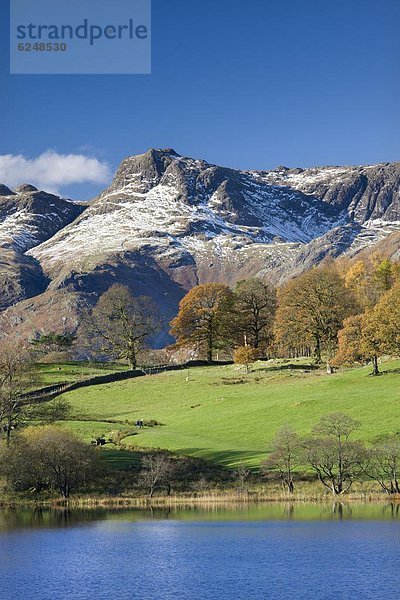 Wasserrand  Europa  sehen  Großbritannien  Herbst  Staub  Hecht  Esox lucius  Cumbria  England  Schnee  Tarn