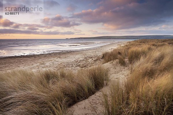 Europa  Winter  Strand  Großbritannien  Sand  Düne  Bucht  Dorset  England  zerzaust