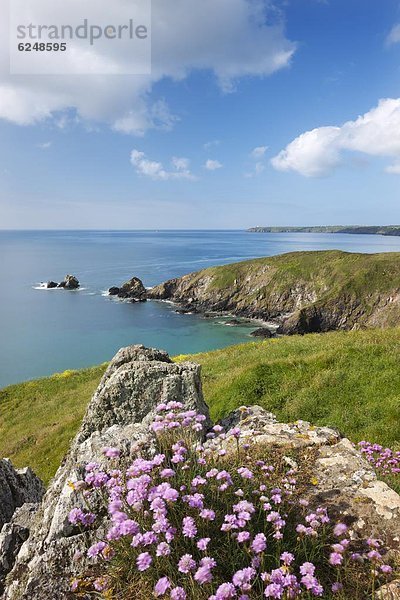 Europa  Blume  Großbritannien  über  Meer  Cornwall  England  Luz