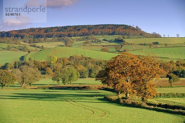 Otter  Lutrinae  Ländliches Motiv  ländliche Motive  Großbritannien  Tal  Herbst  Devon  England