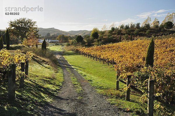 Pazifischer Ozean  Pazifik  Stiller Ozean  Großer Ozean  neuseeländische Nordinsel  Neuseeland  Weinberg