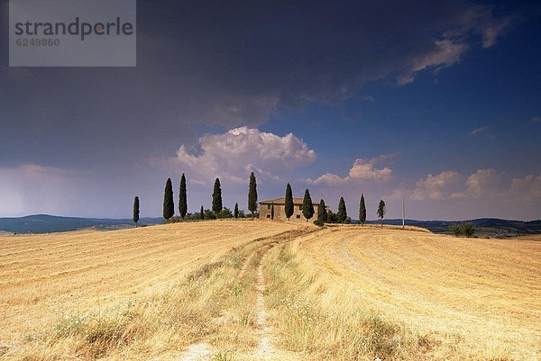 nahe Europa Baum Italien Pienza Toskana Val d'Orcia