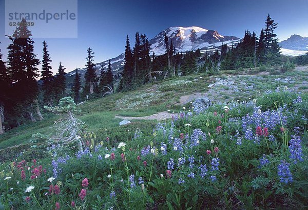 Vereinigte Staaten von Amerika  USA  Nordamerika  Mount Rainier Nationalpark  Washington State