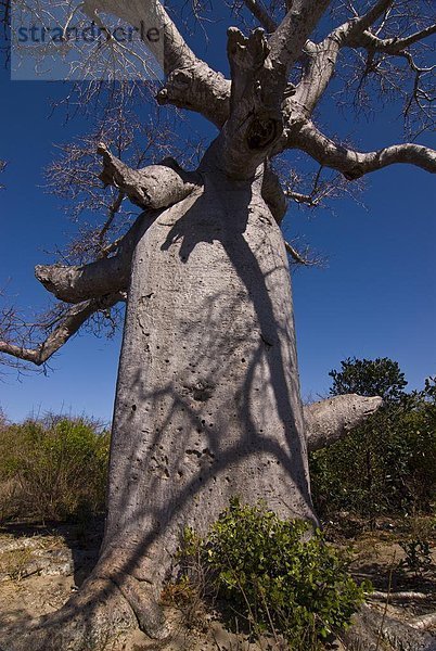 nahe  Afrikanische Affenbrotbaum  Adansonia digitata  Baum  Afrika  Madagaskar