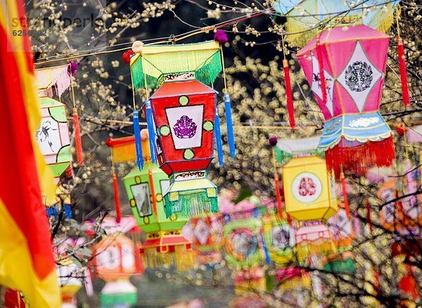 Baum  hängen  chinesisch  bunt  Laterne - Beleuchtungskörper  Festival  China  Asien  Chengdu  Handwerkserzeugnis  neu  Sichuan  Jahr