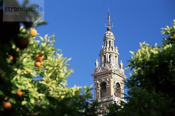 Europa  Baum  hoch  oben  Rahmen  Sevilla  Spanien