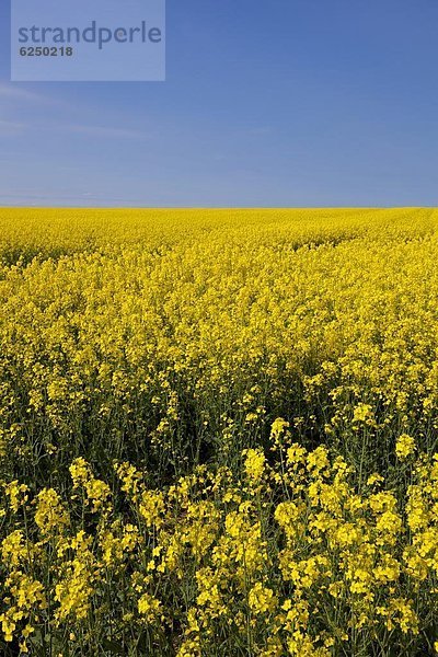 Helligkeit  Europa  Blume  Großbritannien  gelb  Feld  Raps  Brassica napus  England  Nottinghamshire  Öl