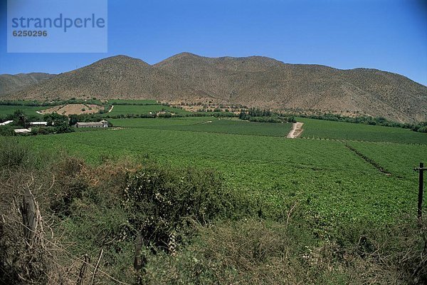 Weintraube  Chile  Ort  Produzent  Südamerika  Valle  Reben