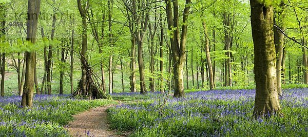 Laubwald Europa Großbritannien Teppichboden Teppich Teppiche Buche Buchen England Wiltshire