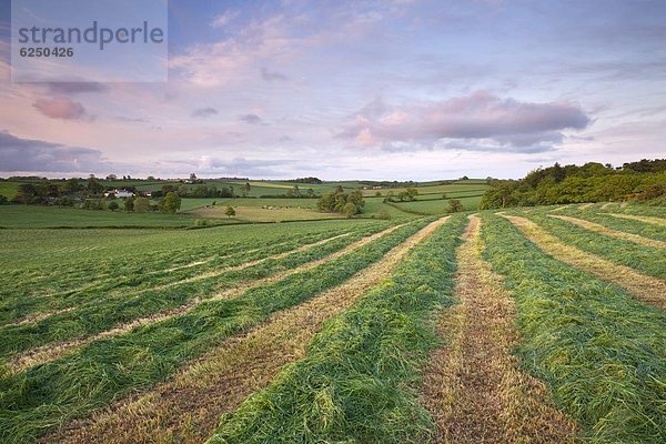 rollen  Europa  Frische  Ländliches Motiv  ländliche Motive  schneiden  Großbritannien  Feld  Gras  Devon  England