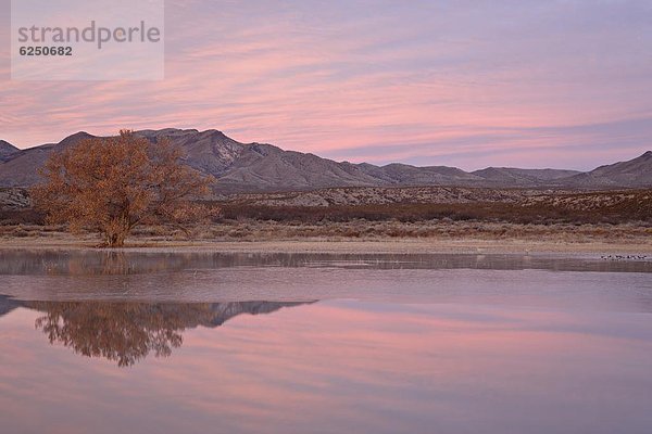 Vereinigte Staaten von Amerika  USA  Wolke  Sonnenaufgang  Nordamerika  pink  Flucht  New Mexico  Teich  Wildtier