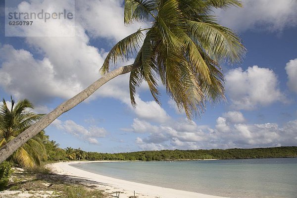 Strand  Baum  Sand  Karibik  Westindische Inseln  Mittelamerika  Palme  Puerto Rico  Bucht  Sonne