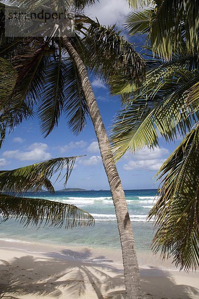 Strand  Baum  lang  langes  langer  lange  Karibik  Westindische Inseln  Mittelamerika  Tortola  Bucht  Britische Jungferninseln  Brandung