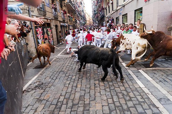 Bulle  Stier  Stiere  Bullen  Europa  rennen  Pamplona  Spanien