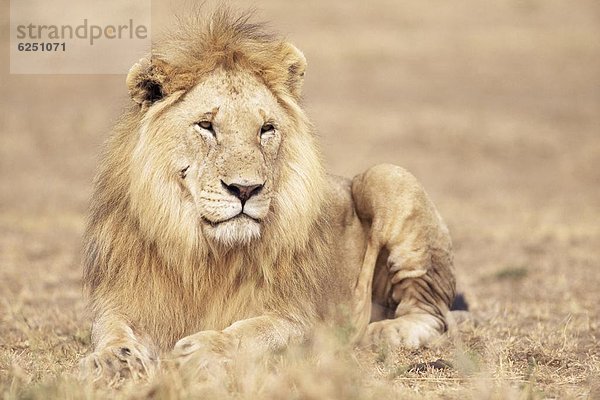 Ostafrika  Löwe  Panthera leo  ruhen  Gras  Afrika  Kenia