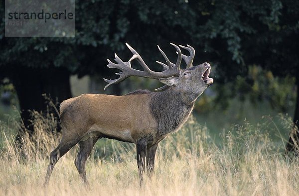 Rothirsch  Cervus elaphus  Dänemark