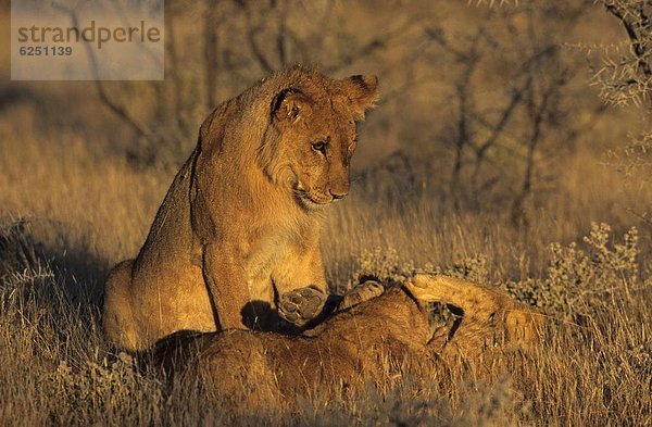 Löwe  Panthera leo  Namibia